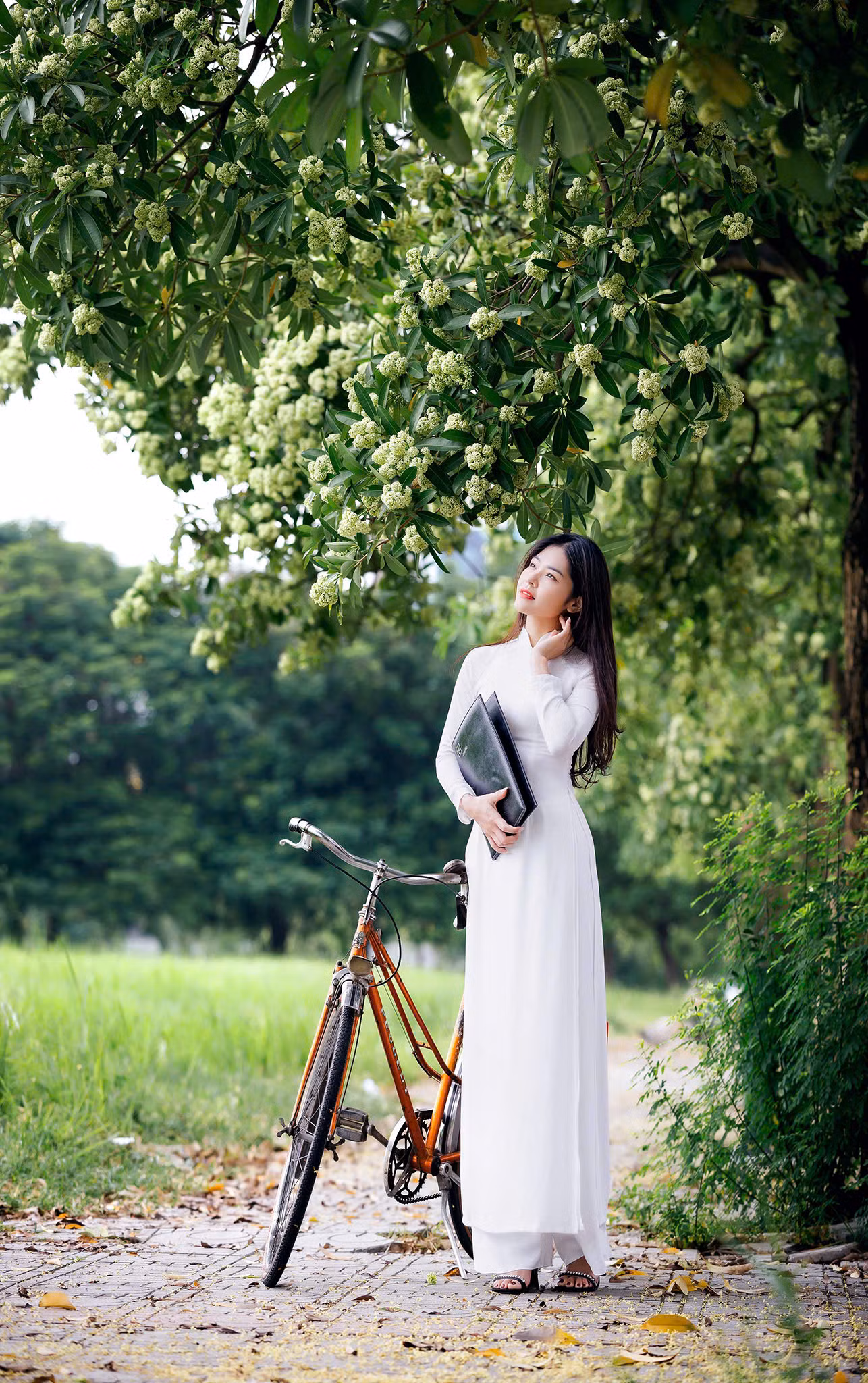 Mùa thu là thời điểm mùi hương hoa sữa nồng nàn len lỏi khắp các phố phường của thủ đô Hà Nội. Mùa thu vàng Hà Nội với hình ảnh những chùm hoa sữa trắng xóa bung nở tỏa hương khắp một góc trời là bối cảnh được nhiều "nàng thơ" lựa chọn ghi dấu ấn tuổi thanh xuân.