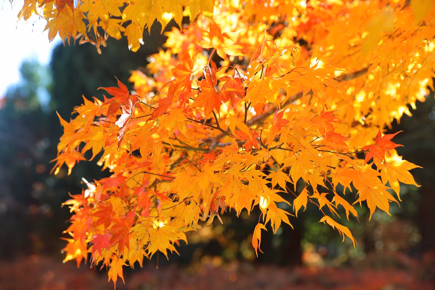 Khi lá chuyển màu tạo nên khung cảnh huyền ảo, mê hoặc.