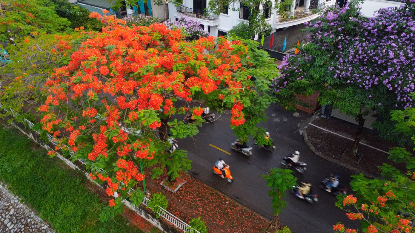 Khi tiếng ve bắt đầu râm ran ngân nga báo hiệu hè về cũng là lúc phượng vĩ đến mùa nở hoa rực rỡ. Dọc tuyến đường ven sông Tô Lịch bắt đầu từ phố Giáp Nhất, Nguyễn Ngọc Vũ, Nguyễn Khang... kéo dài gần chục km bắt đầu được nhuộm đỏ rực bởi sắc hoa phượng vĩ.