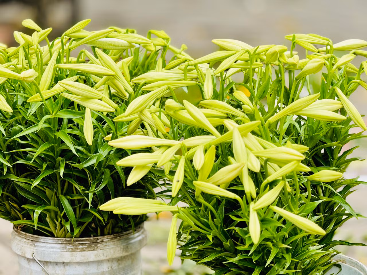 Đường phố Hà Nội những ngày này được tô điểm thêm vẻ đẹp nhẹ nhàng với màu trắng tinh khôi của hoa loa kèn. Những gánh hàng hoa nơi góc phố như gọi tháng Tư về.