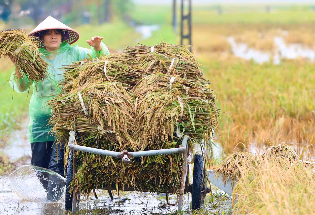 Tranh thủ ngày hôm nay ngớt mưa, người dân lại hối hả ra đồng gặt và chuyển chỗ lúa non vừa vớt được lên bờ. Ngâm lũ hơn chục ngày, lại gặt non nên lúa chỉ có thể làm thức ăn cho vật nuôi.