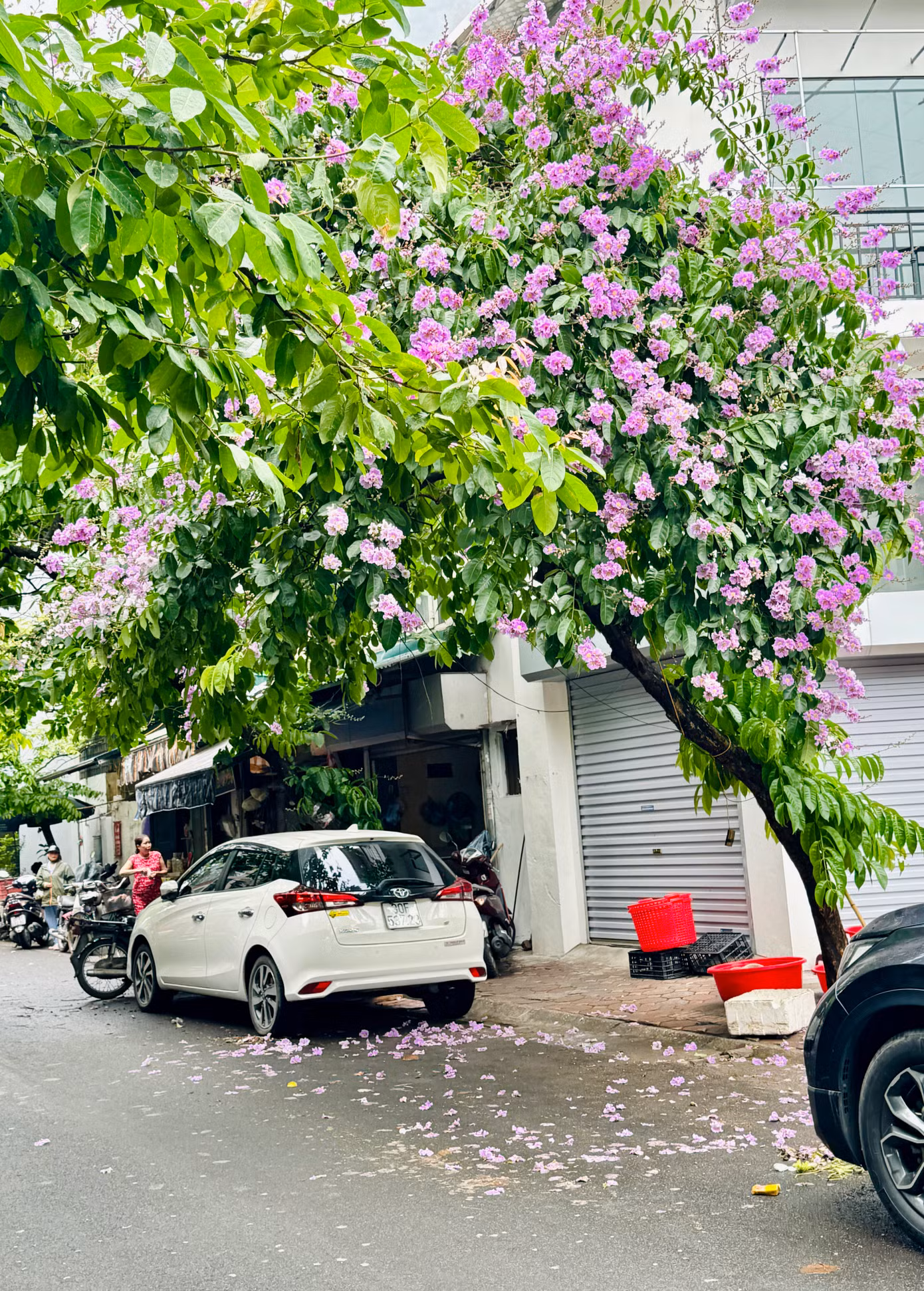 Khắp phố phường Thủ đô đã được nhuộm tím màu sắc quen thuộc của hoa bằng lăng.