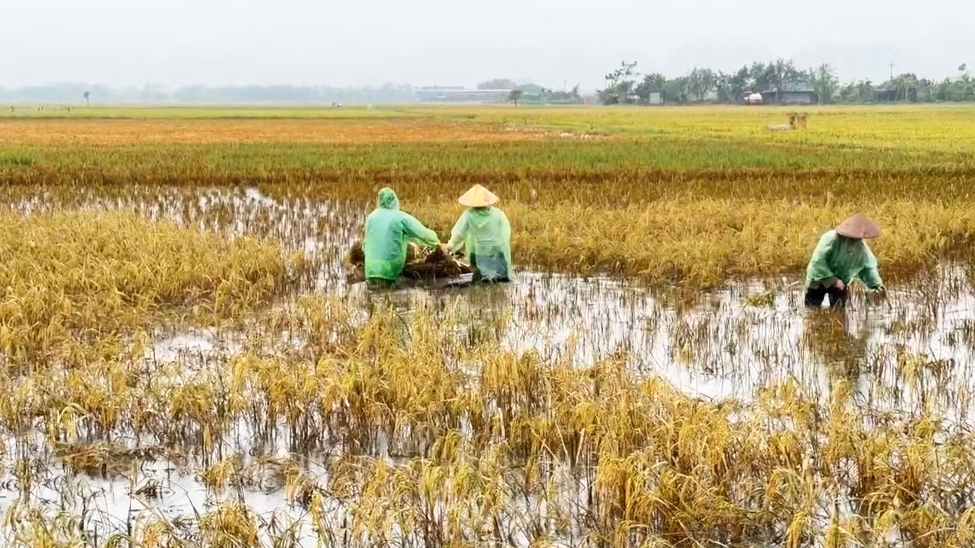 Dù biết sản lượng thấp nhưng vẫn phải gặt, nếu không hạt lúa sẽ nảy mầm.