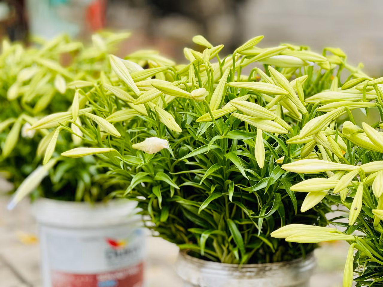 Đường phố Hà Nội những ngày này được tô điểm thêm vẻ đẹp nhẹ nhàng với màu trắng tinh khôi của hoa loa kèn. Những gánh hàng hoa nơi góc phố như gọi tháng Tư về.