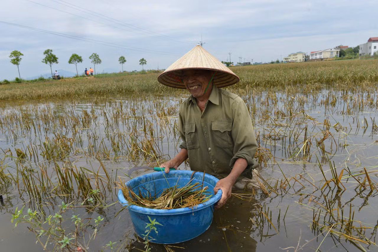 "Nhà tôi có tổng 1 mẫu ruộng nhưng chỉ có hai ông bà, bà nhà tôi thì đau ốm thường xuyên, các con đi lấy chồng xa, may được các chiến sỹ giúp đỡ gặp lúa", ông Thiều nói thêm.