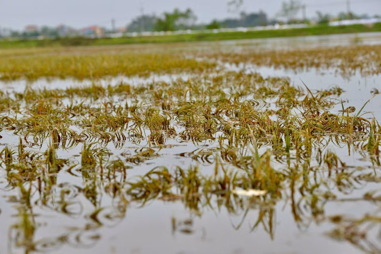Nước nhấn chìm cánh đồng thôn Khôn Duy, xã Mỹ Lương từ 2 tuần nay, nhiều người dân cho biết, suốt từ năm 1971 đến nay, đây là lần thứ hai lũ sông Bùi lên cao như vậy.