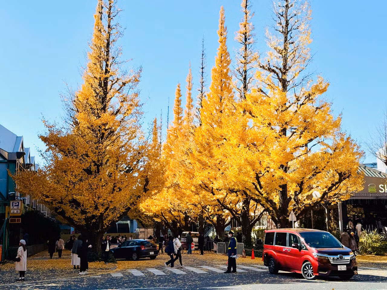 Khu Meiji Jingu Gaien với 150 cây ngân hạnh được trồng thẳng lối con đường hơn 300 m. Lá rụng tạo thành tấm thảm vàng tự nhiên, thu hút rất nhiều du khách đến tham quan, chụp ảnh.
