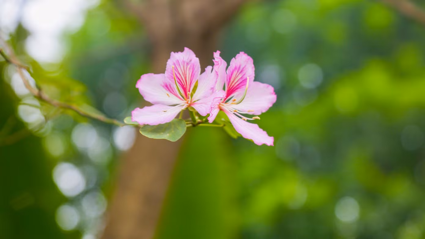 Hoa ban trắng có màu trắng là chủ đạo, pha chút tím nhạt làm cho loại hoa này thêm phần rực rỡ.