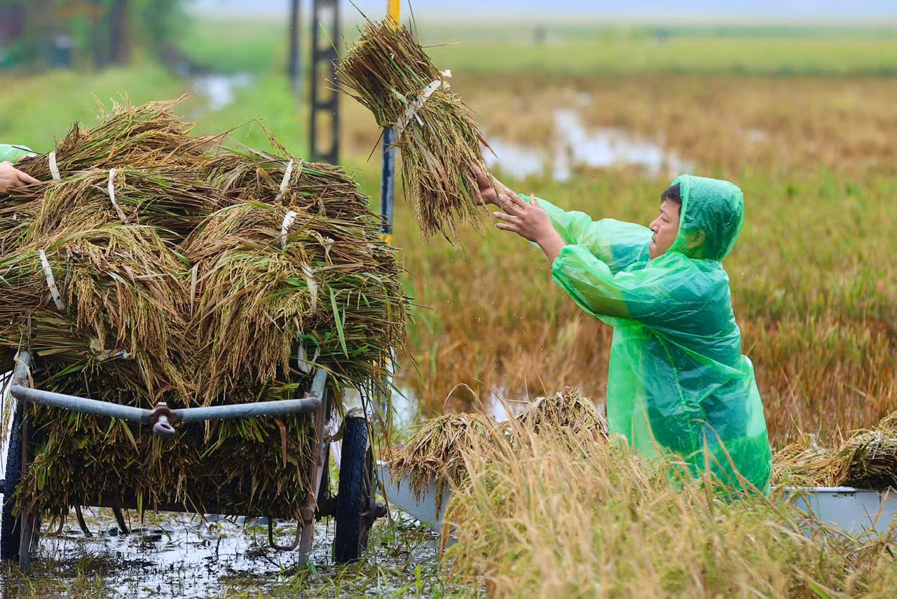 Tranh thủ ngày hôm nay ngớt mưa, người dân lại hối hả ra đồng gặt và chuyển chỗ lúa non vừa vớt được lên bờ. Ngâm lũ hơn chục ngày, lại gặt non nên lúa chỉ có thể làm thức ăn cho vật nuôi.