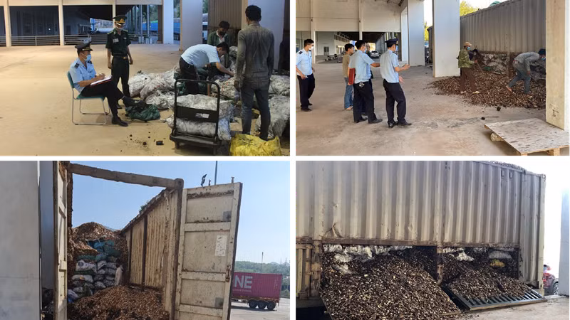 Lực lượng chức năng ở Của khẩu Quốc tế Lao Bảo đang kiểm tra lô hàng gỗ dăm bên dưới giấu hơn 24 tấn nghi là than đá xuất lậu sang Lào.