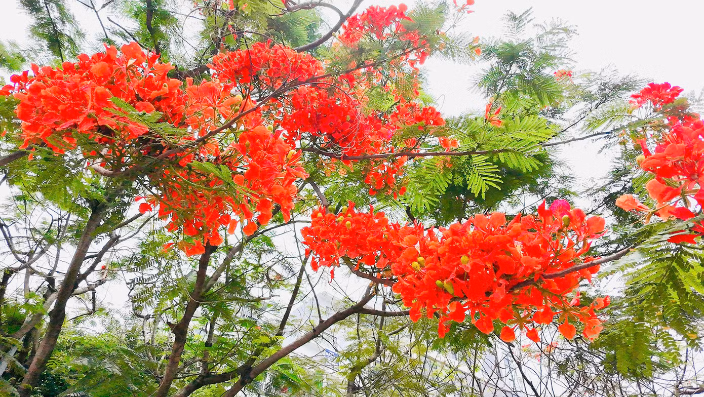 Cánh hoa của phượng vĩ lớn, với 4 cánh tỏa rộng màu đỏ cam, còn cánh hoa thứ năm mọc thẳng, lốm đốm màu trắng. Hoa phượng nở thành từng chùm, nở rộ từ tháng 5 đến giữa tháng 9 hàng năm.