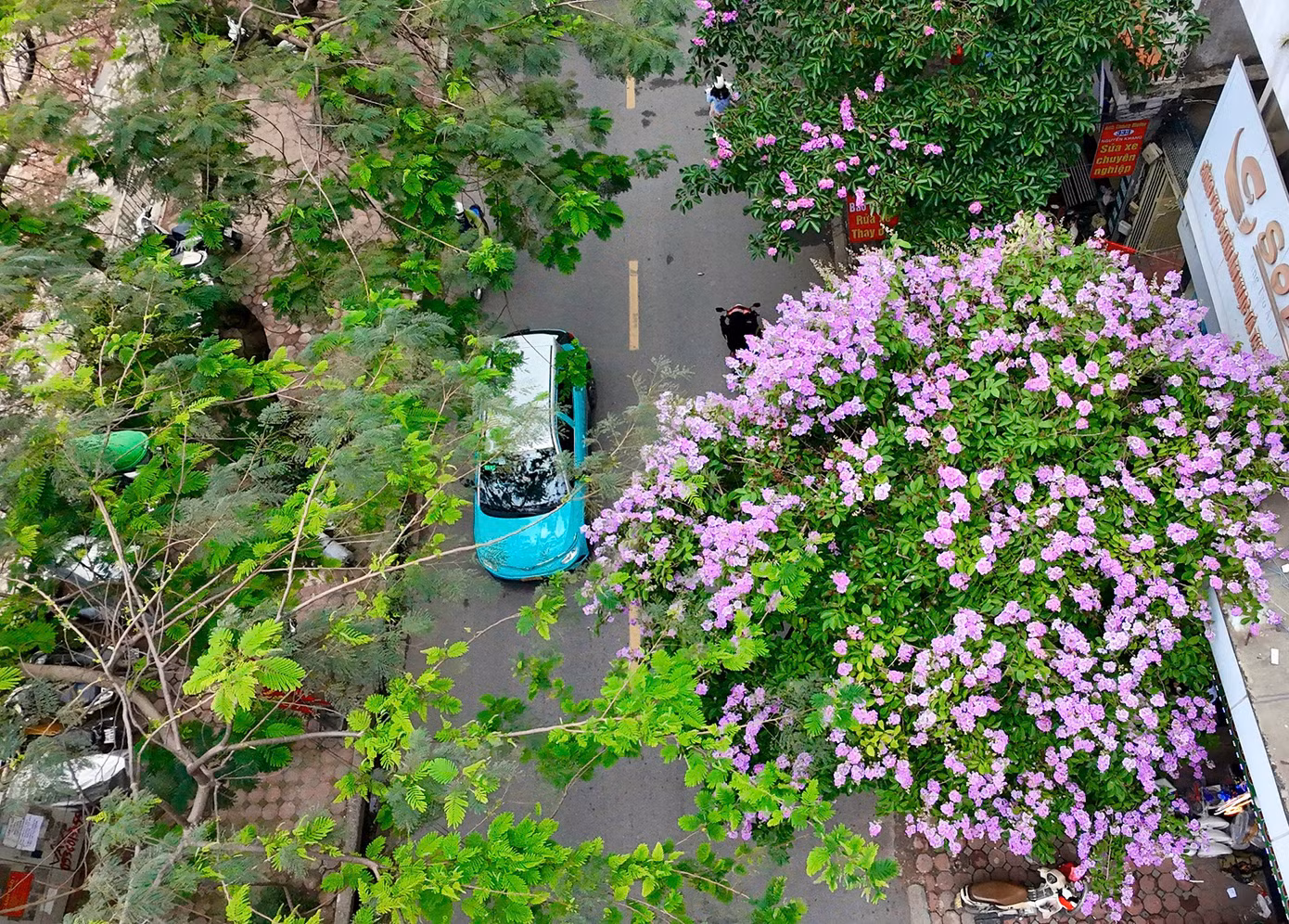 Những ngày đầu hè, phố phường Thủ đô khoác lên mình tấm áo rực rỡ khi hoa bằng lăng tím biếc đua nhau nở khắp các con phố.
