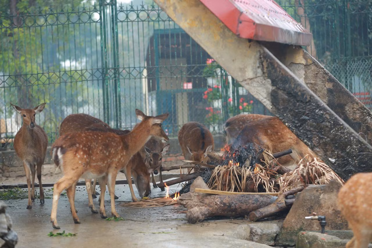 Ông Lê Sĩ Dũng, Chủ tịch Công ty TNHH một thành viên Vườn thú Hà Nội cho hay, Vườn thú Hà Nội hiện có gần 600 cá thể thuộc hơn 100 loài gồm: 5 loài bò sát lưỡng cư, 40 loài cá nước mặn, 35 loài thú, 50 loài chim… Hằng năm Vườn thú Hà Nội đều xây dựng kế hoạch chống rét cho các loài động vật, đặc biệt là những ngày giá lạnh, rét buốt.