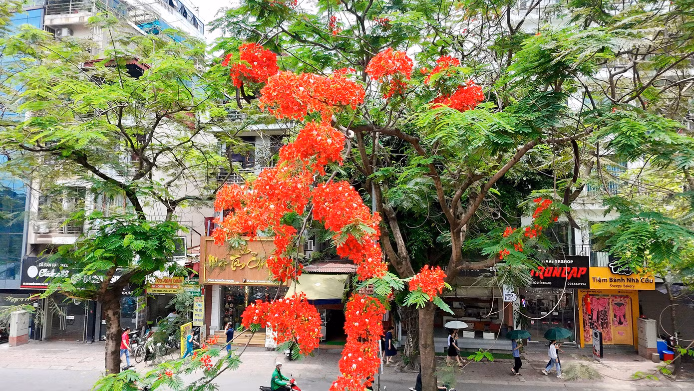 Cánh hoa của phượng vĩ lớn, với 4 cánh tỏa rộng màu đỏ cam, còn cánh hoa thứ năm mọc thẳng, lốm đốm màu trắng. Hoa phượng nở thành từng chùm, nở rộ từ tháng 5 đến giữa tháng 9 hàng năm.