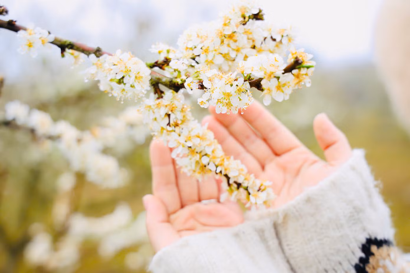 Những giọt sương sớm đọng trên cành hoa mận mỏng manh níu giữ bước chân du khách.