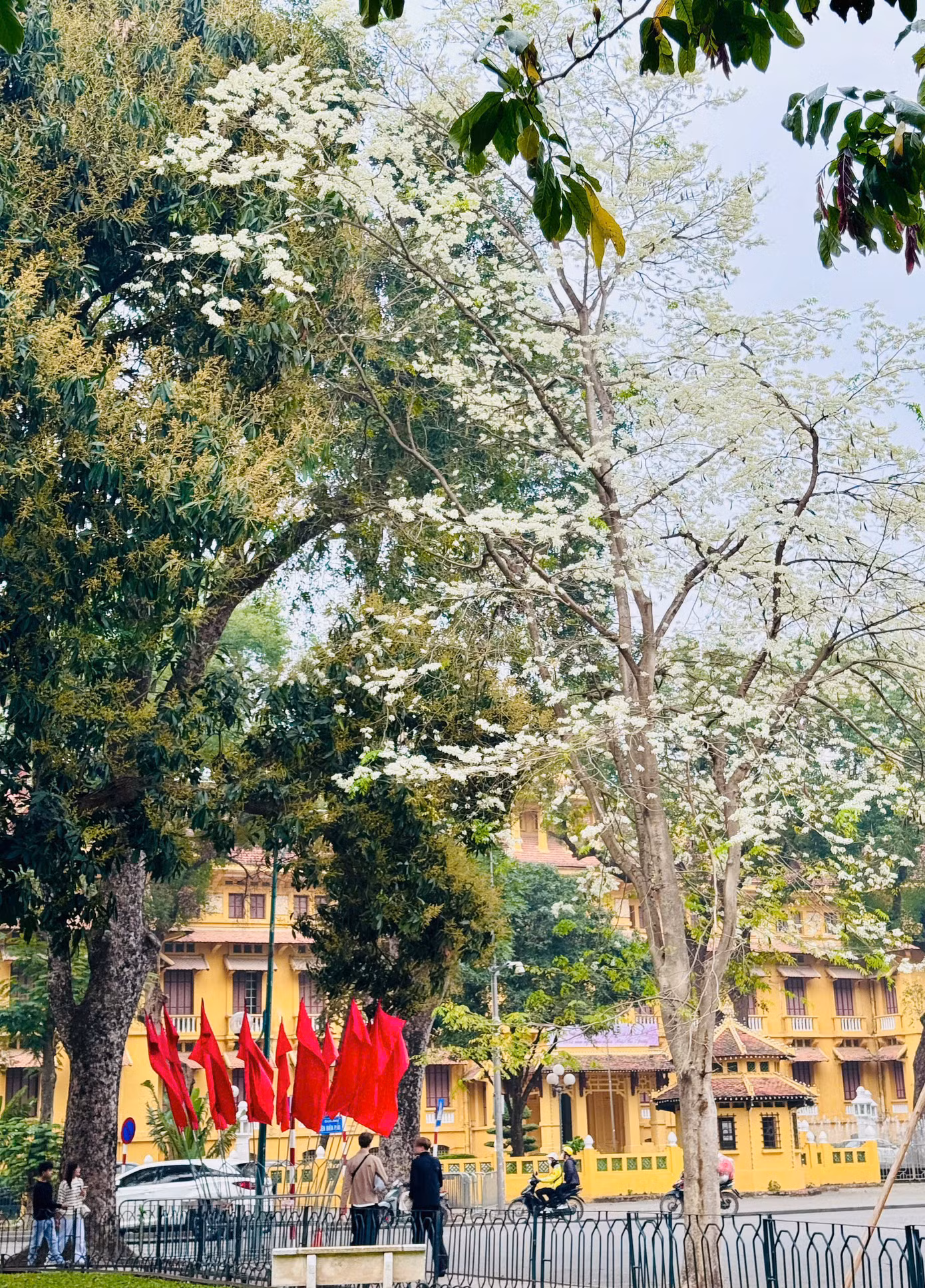 Hoa sưa được mọi người ví như loài hoa gọi mời tháng ba về, hoa thoáng nở chóng tàn, nhưng mang lại sắc rất riêng cho Hà Nội.