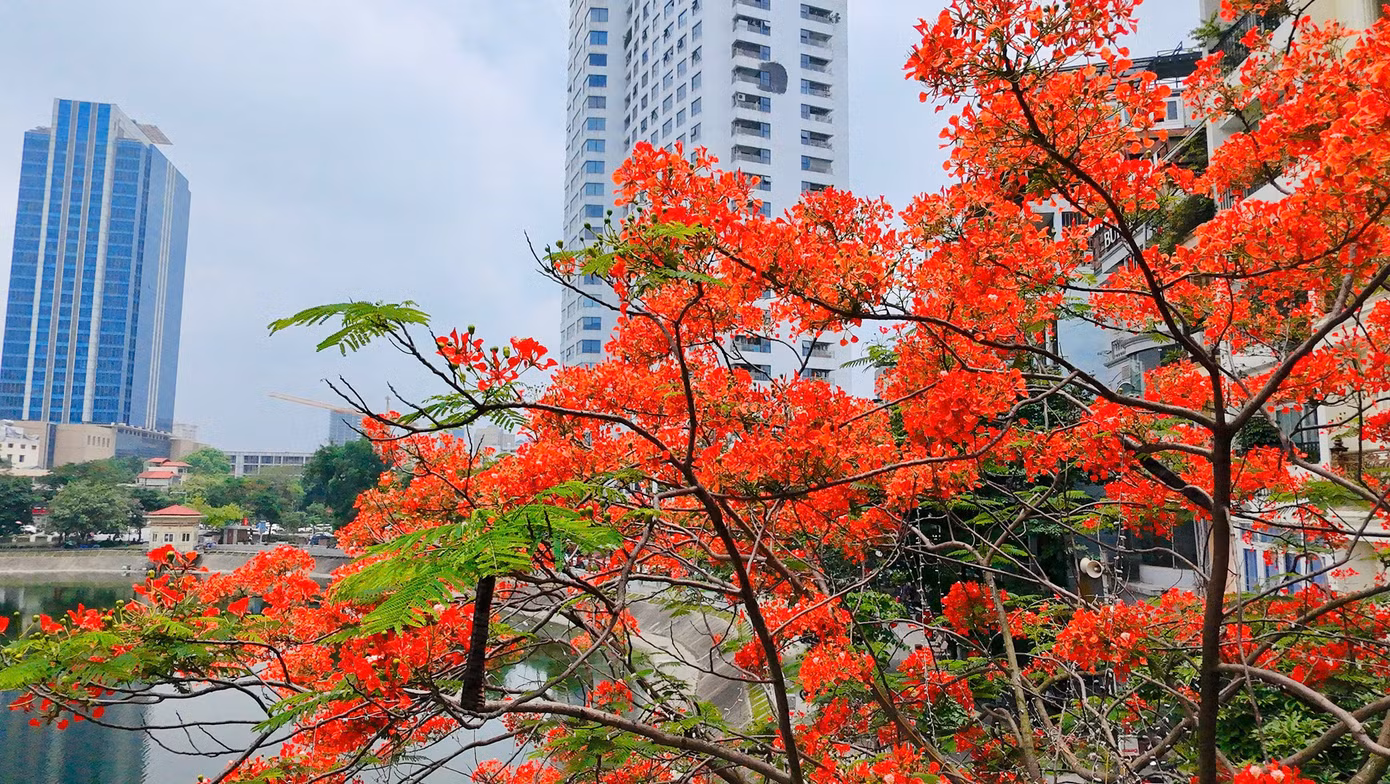 Phượng vĩ còn có tên là xoan tây hay điệp tây. Ngoài giá trị là cây cảnh, phượng vĩ còn có tác dụng như một loài cây tạo bóng râm trong điều kiện nhiệt đới.
