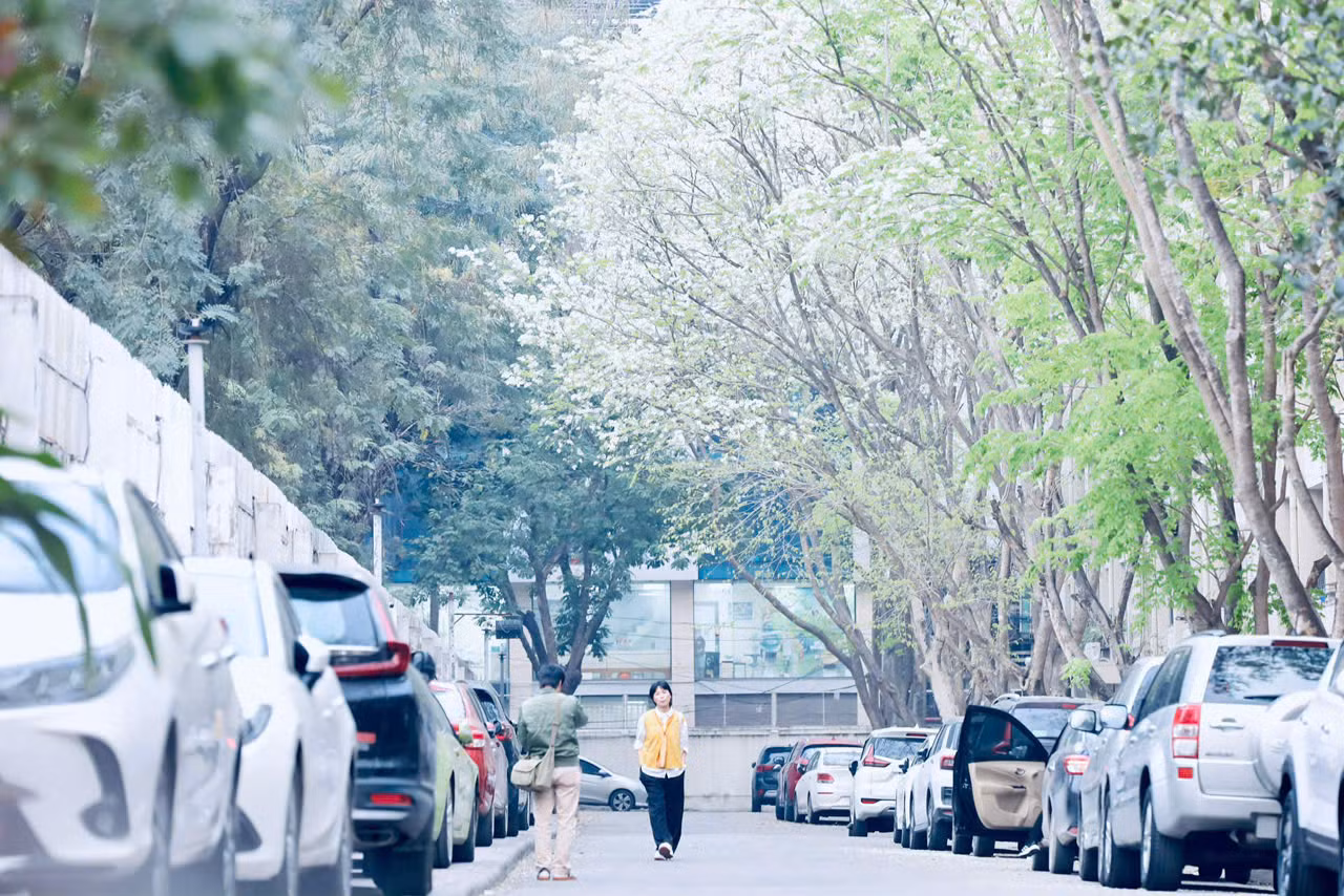 Hoa sưa mang vẻ đẹp trong sáng với nét quyến rũ rất riêng, sẽ chẳng ở đâu dễ bắt gặp một được mùa hoa sưa đẹp như ở Hà Nội.