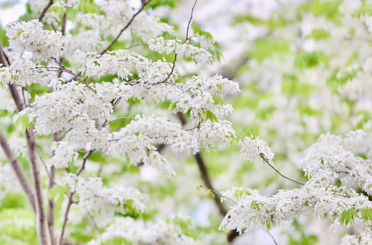 Hoa sưa trắng nở thành từng chùm vươn lên trời cao, rủ xuống rung rinh trong gió, thoang thoảng mùi thơm nhẹ.