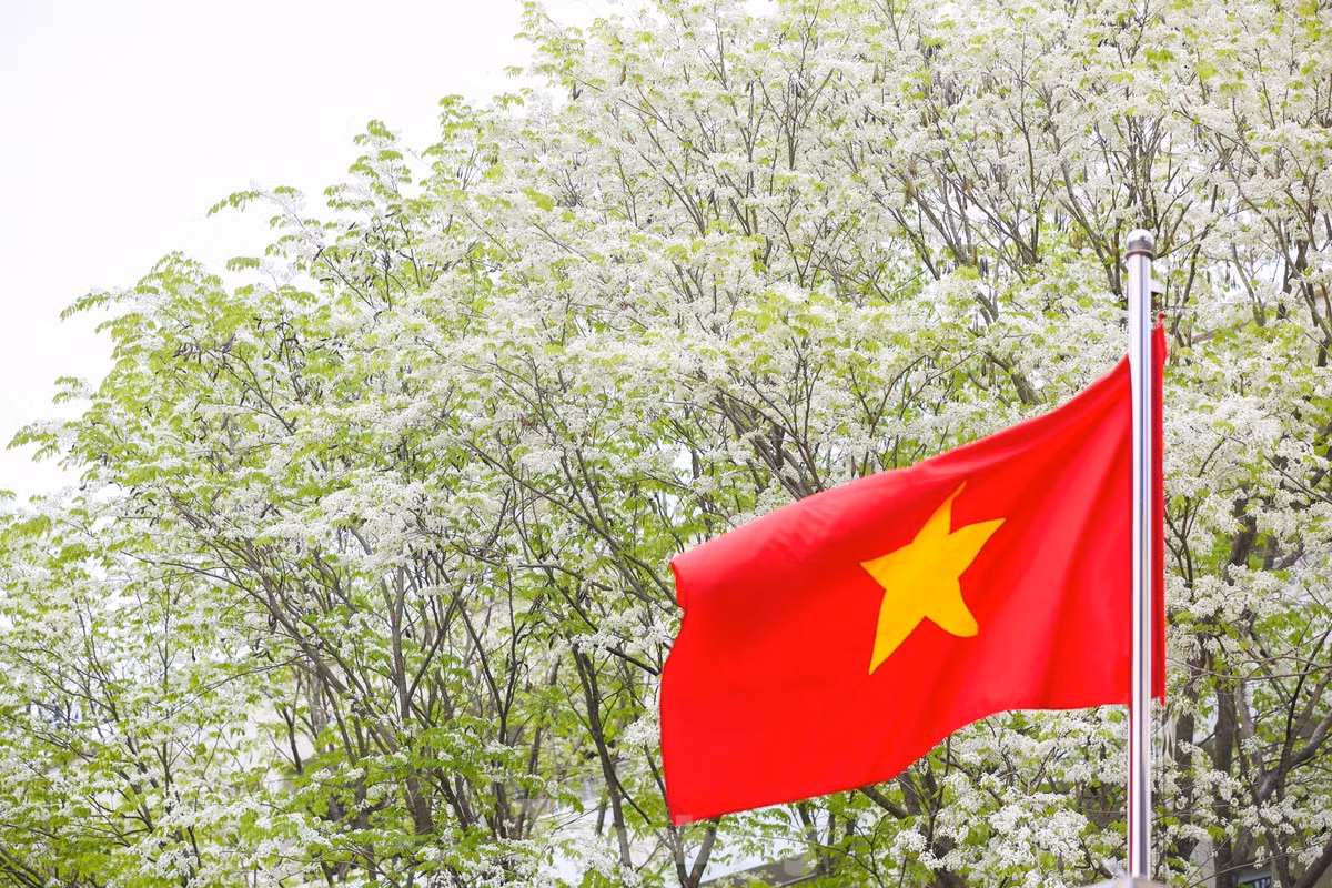 Ngoài cây sưa ở khu Ngoại giao đoàn Đặng Văn Ngữ, không thiếu những con đường ngập tràn hoa sưa. Từ Kim Mã, Phan Đình Phùng, đường Thanh Niên ... đều là những tọa độ quen thuộc mỗi mùa hoa về.