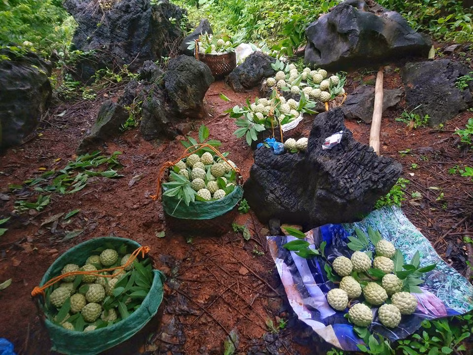 Ngỡ ngàng quả na 'khủng' mang tên Hoàng Hậu ảnh 3