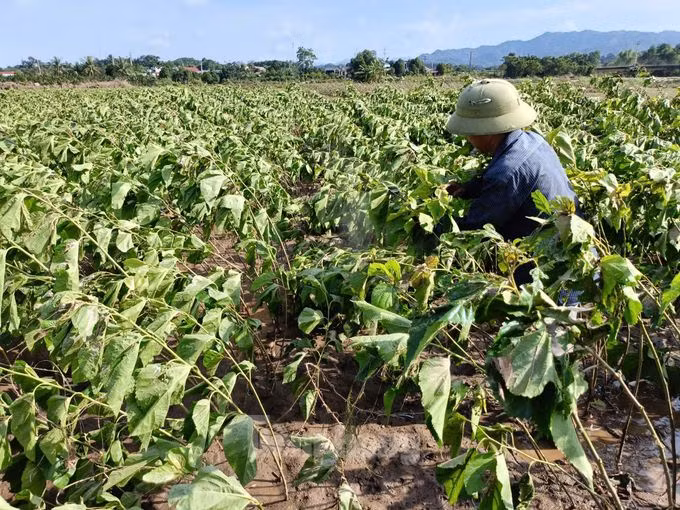 Hàng trăm hecta hoa màu của người dân trong xã vùi sâu dưới lớp bùn, bà Nguyễn Thị Yến ở thôn Quyết Tiến, xã Y Can, huyện Trấn Yên chua xót thốt lên: Cả làng năm nay đói rồi.