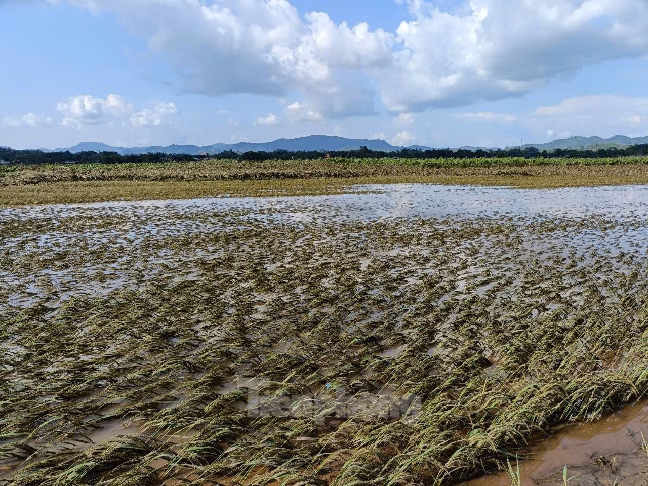 Đời sống của 90% người dân trong xã dựa vào sản xuất nông, lâm nghiệp, với tình trạng này, cuộc sống của bà con trong thời gian tới sẽ rất khăn, ông Trình cho biết thêm.