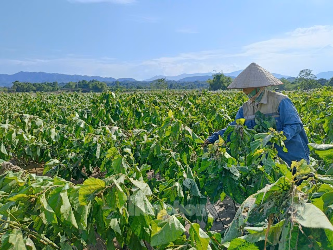 Chưa bao giờ từng thấy mưa lũ ghê gớm như năm nay, nước sông Hồng dâng cao, chảy cuồn cuộn vào đồng. Toàn bộ diện tích trồng cấy hoa màu bị mất trắng. Từ giờ đến cuối năm, mọi chi phí sinh hoạt trong gia đình phải trông chờ vào đứa con trai đi làm thuê xa nhà, ông Nguyễn Văn Lịch (ở thôn Quyết Thắng, xã Y Cận buồn bã nói.
