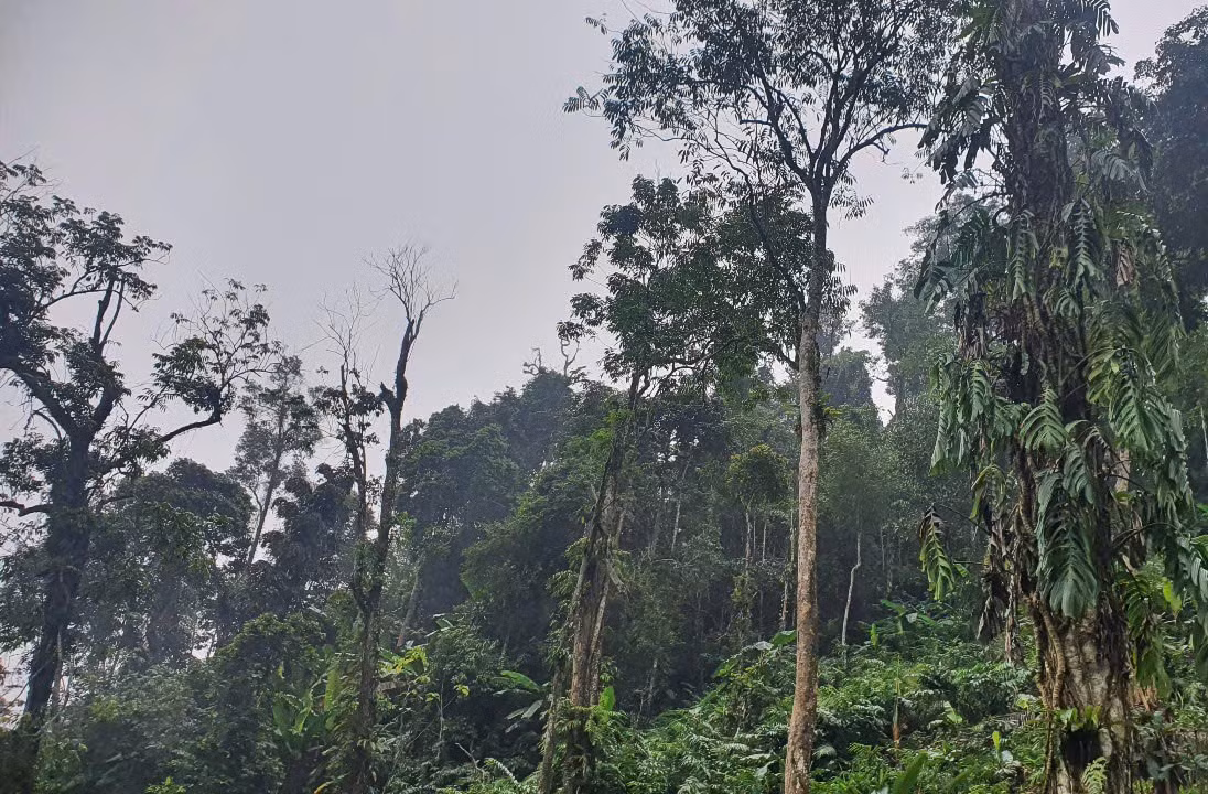 Mới đây, Bộ Văn hóa - Thể thao và Du lịch đưa tập quán văn hóa và tín ngưỡng lễ cúng rừng của người Mông ở xã Nà Hẩu được công nhận là Di sản văn hoá phi vật thể quốc gia.