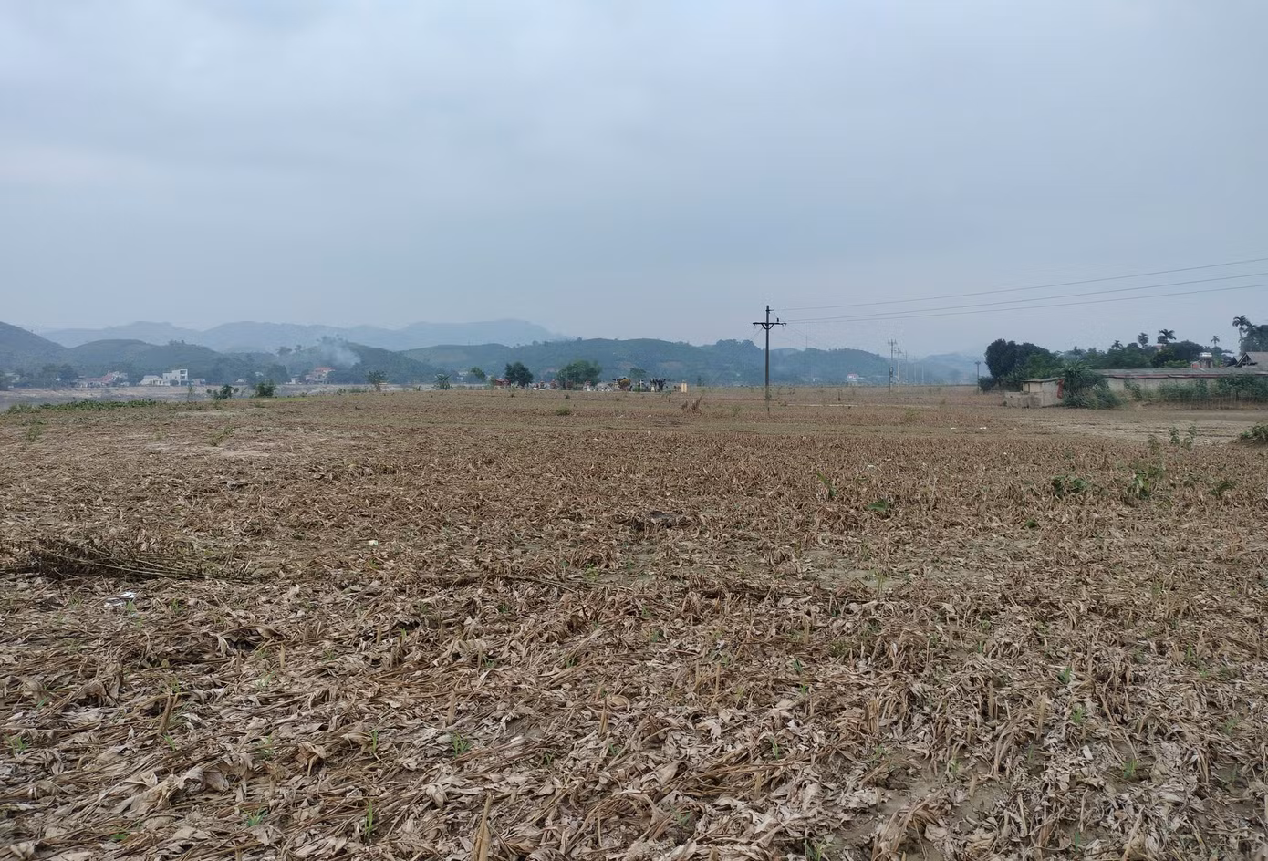 Ông Bùi Văn Minh, ở thôn Thịnh An, xã Quy Mông chia sẻ, 8 sào dong riềng của gia đình đã bị ngập úng trong nước lũ sông Hồng, bùn phù sa vùi sâu 60cm. Nếu không có trận lụt lớn vừa qua, diện tích này sẽ cho gia đình ông thu nhập gần 100 triệu đồng sau khi trừ hết chi phí giống, phân bón, thuốc bảo vệ thực vật… nhưng nay thì mất trắng.