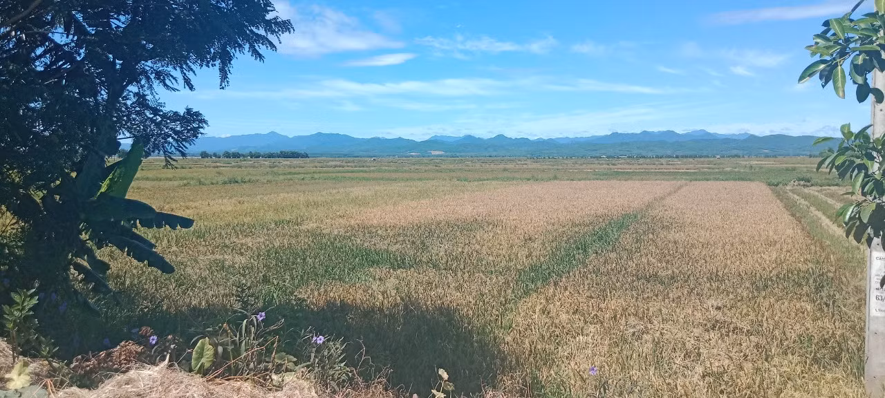 Cánh đồng lúa của HTX đã chín rộ nhưng chưa thể thu hoạch vì còn tranh chấp về giá gặt