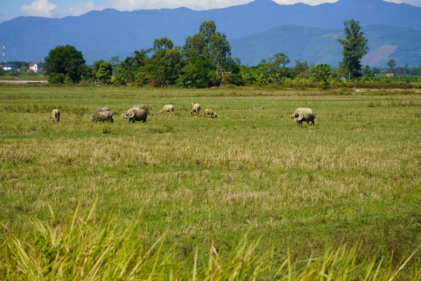 Xã Hoa Thủy bỏ hoang hơn 200ha đất trồng lúa vụ hè - thu.