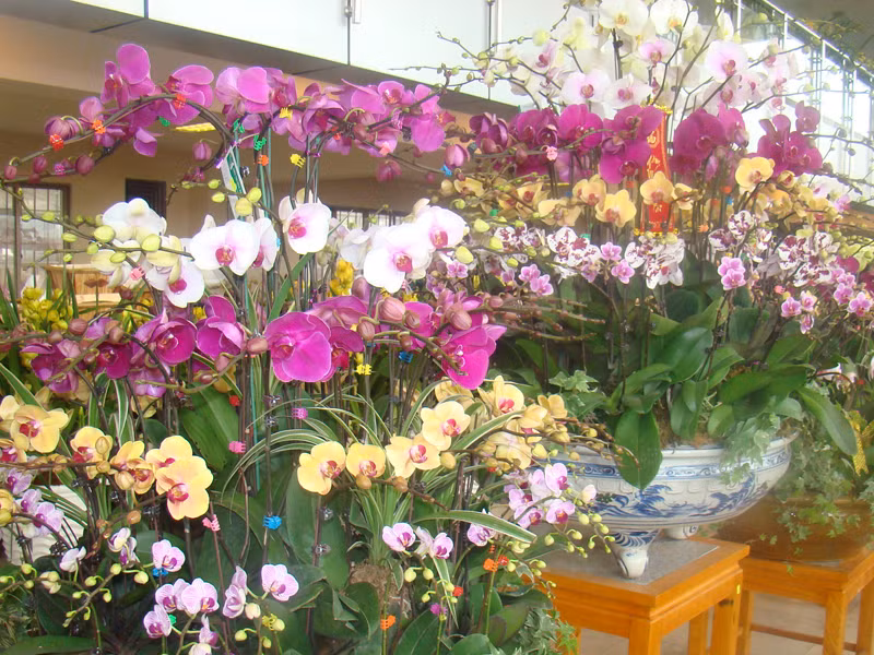 Hoa lan tại chợ hoa Quảng Bá.