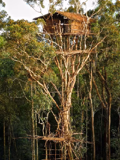 Một ngôi nhà trên ngọn cây của người Korowai. Ảnh: amusingplanet.