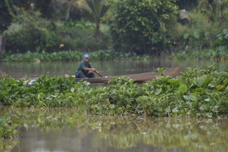Bèo, rau muống đầy ắp trên dòng sông