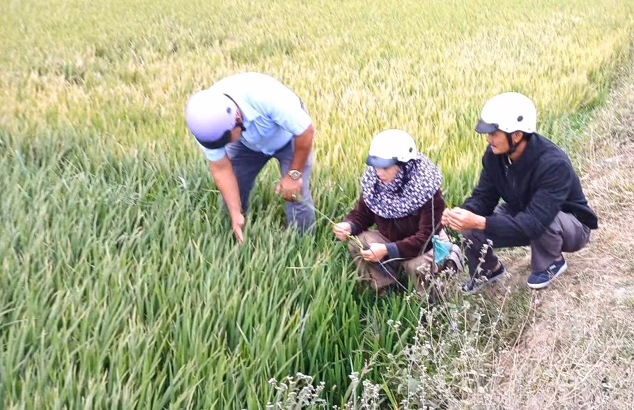 Cây lúa bị nghẹt đòng, không thể trổ bông