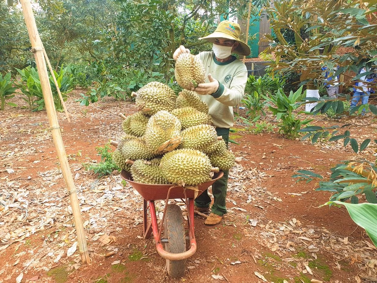 Nhiều nông dân chỉ bán sầu riêng với giá 28-32 nghìn đồng/kg