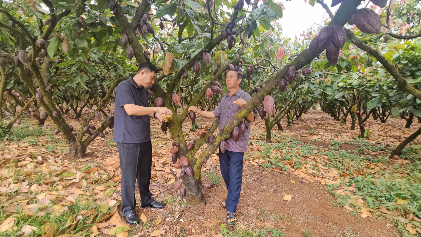 Mỗi ha ca cao đang mang lại nguồn thu nhập từ 400 - 450 triệu đồng/năm