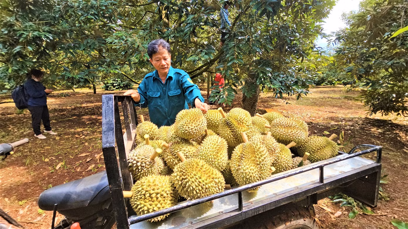 Giá sầu riêng cao ngất ngưởng trong năm 2023