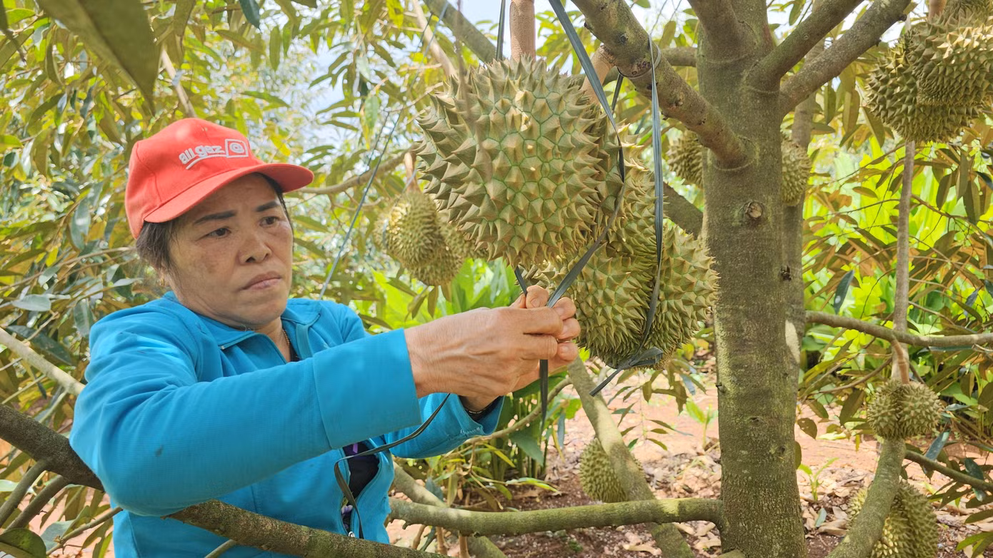 Nông dân buộc sầu riêng trên cây Nông dân buộc sầu riêng trên cây