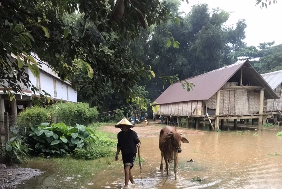 Người dân lo di dời gia súc, tránh nước ngập.