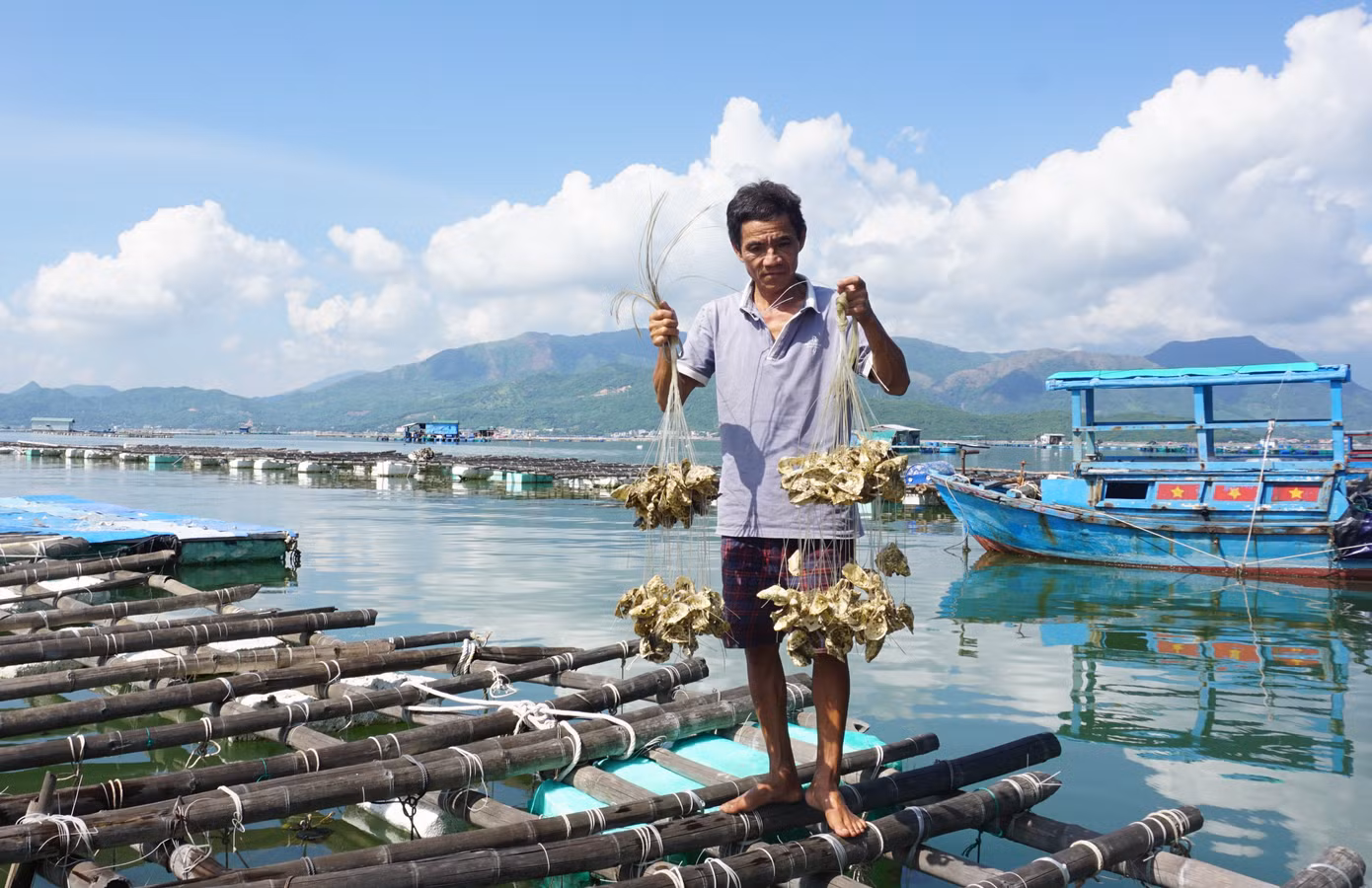 Hàng tấn hàu của người dân nuôi ở đầm Nha Phu bị chết. Ảnh: L.H.