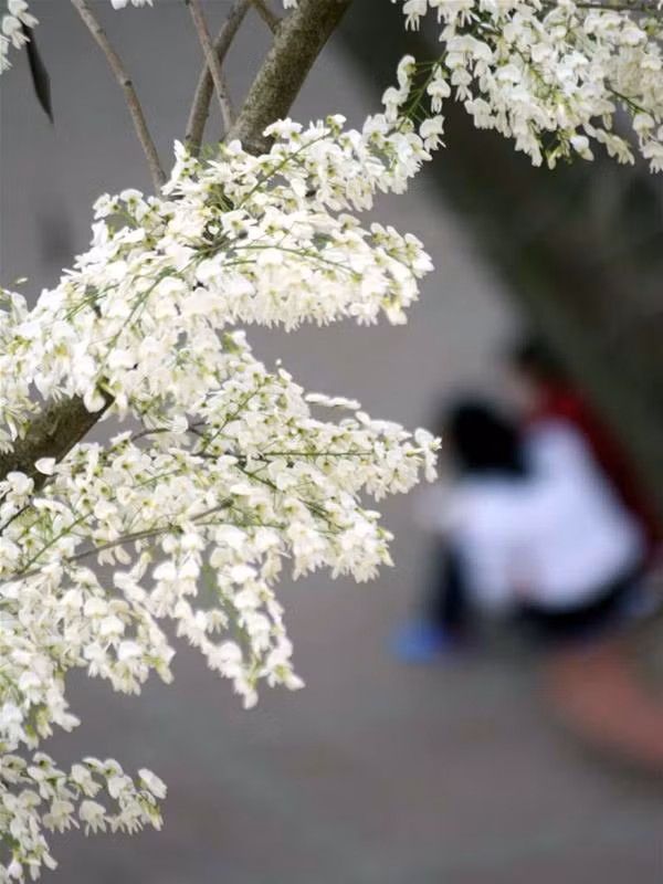 Hình ảnh sân trường lãng mạn mùa hoa sưa đã được lưu lại trong rất nhiều trang blog của các nữ sinh Hà Nội.