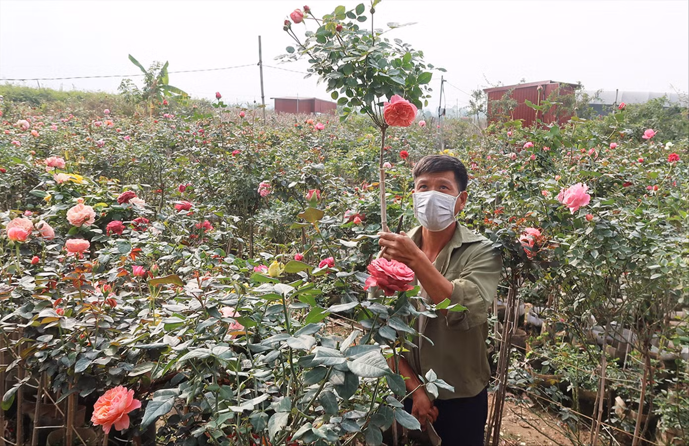 Anh Nguyễn Đức Mạnh (Nhà vườn Thủy Mạnh) đang cắt tỉa hồng để chuẩn bị cho dịp Tết