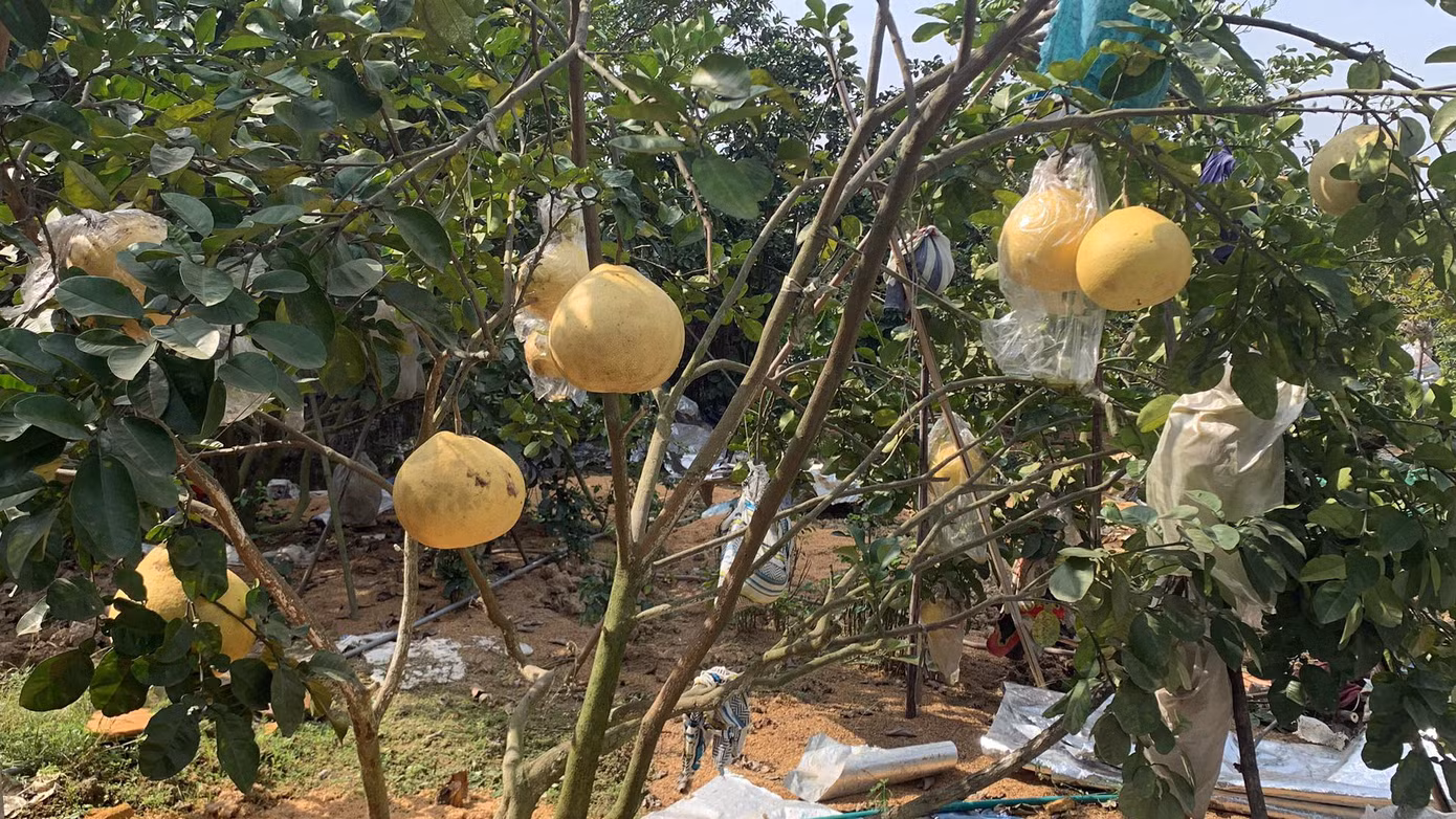 Năm nay sản lượng bưởi khổng lồ làng Lâm giảm.
