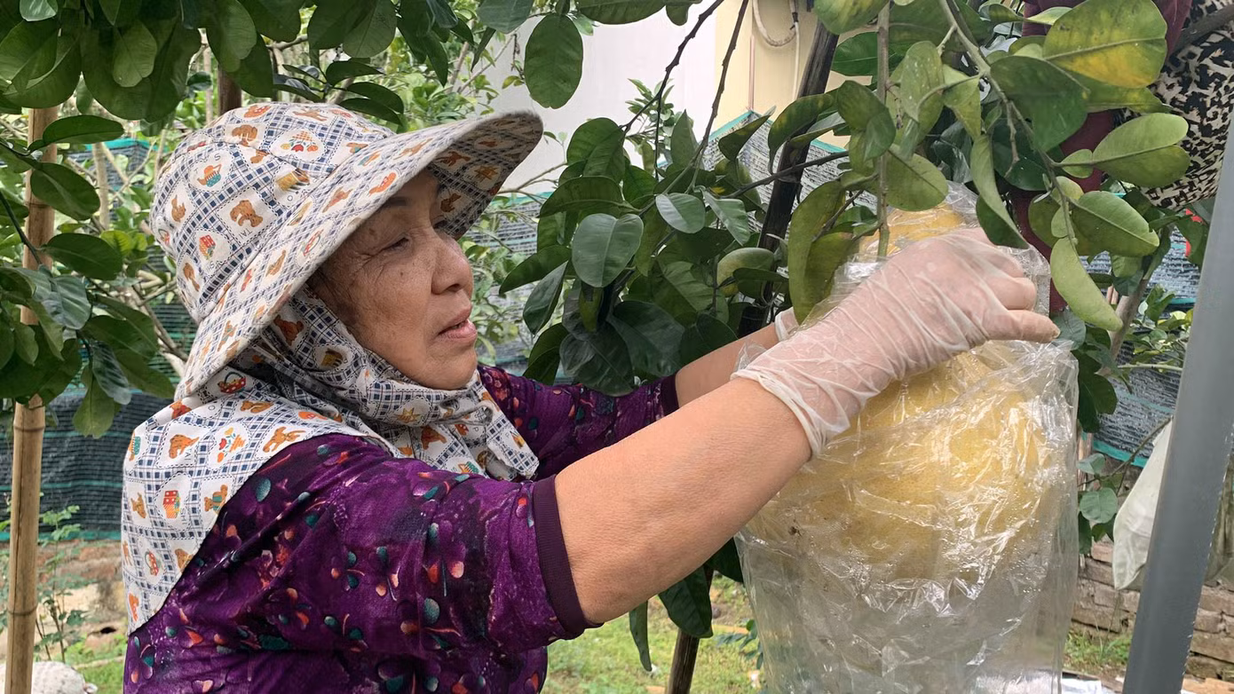 Vườn bưởi khổng lồ của bà Vườn đa số đã có khách đặt trước để bày mâm ngũ quả hoặc biếu dịp Tết.