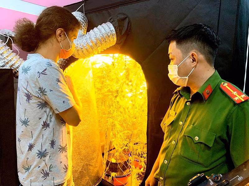 Shedko Dmitri trồng và chăm sóc ngay trong phòng ngủ, có lắp hệ thống tưới, đèn điện chiếu sáng và điều hòa nhiệt độ.