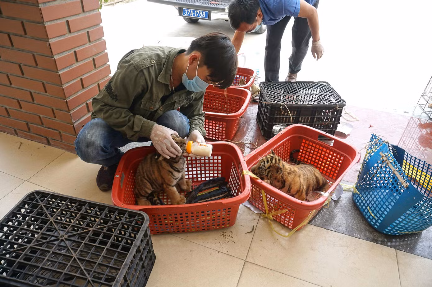 7 cá thể hổ được đưa về "bệnh viện" chăm sóc sau khi được giải cứu