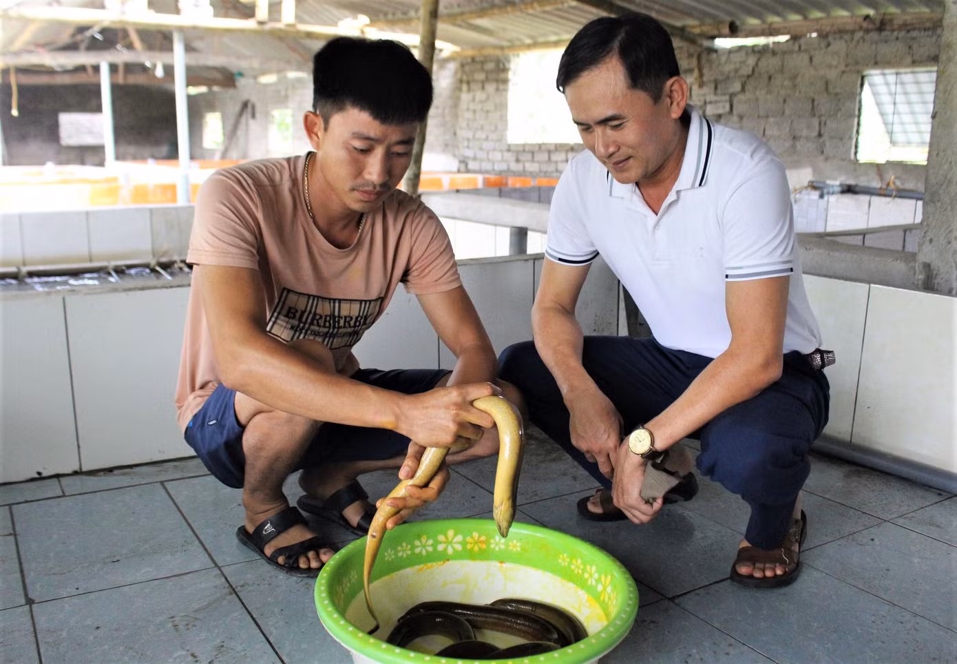 Lươn đạt trọng lượng 0,4 kg mỗi con sẽ được xuất bán.