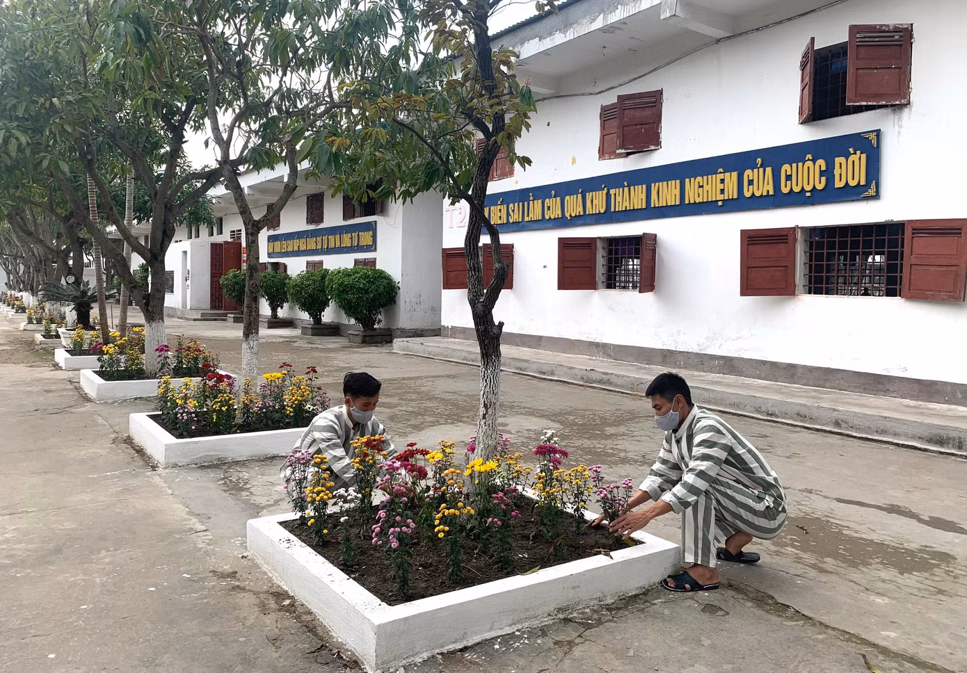 Trong khi 2 phạm nhân trẻ tuổi, khéo tay nhất được phân công trang trí cành đào Tết thì ngoài sân, tranh thủ lúc đến giờ cơm, các phạm nhân còn lại chăm chút những bồn hoa mới trồng.